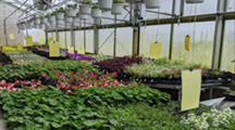 OFHS Greenhouse